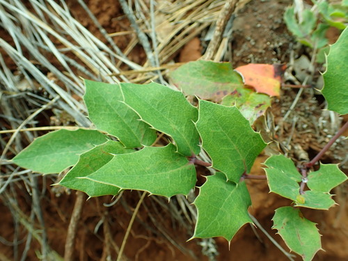 Image of Pygmy Oregon Grape (Berberis pumila) by no rights reserved