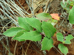 Berberis pumila