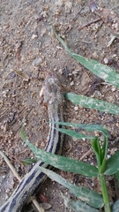 Pituophis lineaticollis