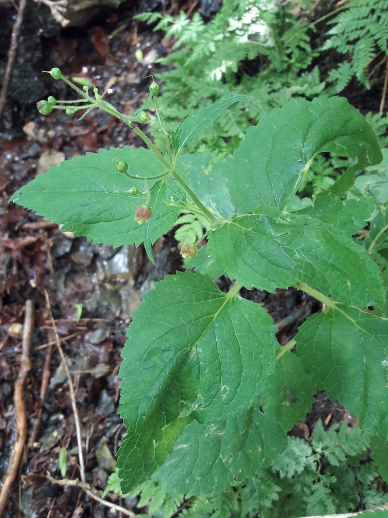 Scrophularia alpestris