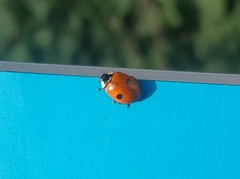 Adalia bipunctata