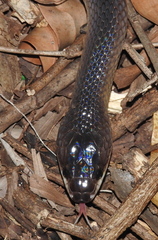 Stegonotus australis
