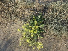 Brassica elongata