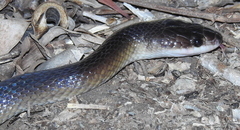 Stegonotus australis