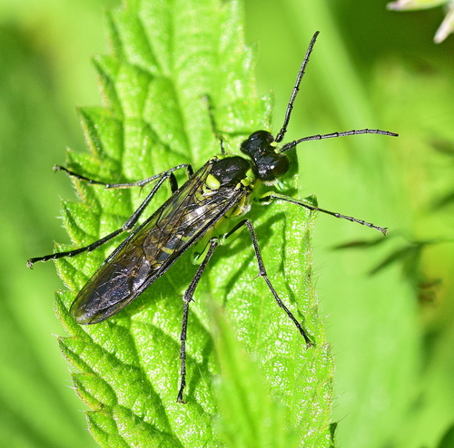 Common Green-Tenthredo