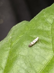 Argyresthia conjugella