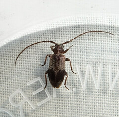 Exocentrus punctipennis