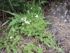 Thymus caespititius