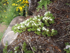 Thymus caespititius