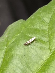 Argyresthia conjugella