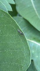 Trypherus frisoni