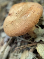 Lactarius peckii