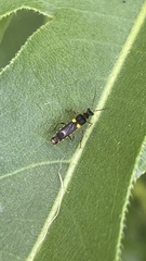 Trypherus frisoni