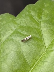 Argyresthia conjugella