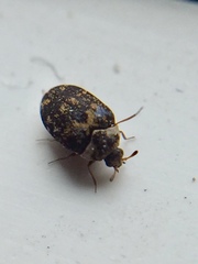Anthrenus fuscus