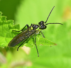 Tenthredo mesomela