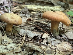 Lactarius peckii