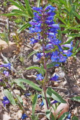 Penstemon leonardii
