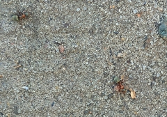 Formica rufibarbis