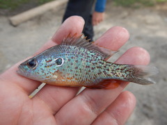 Lepomis humilis