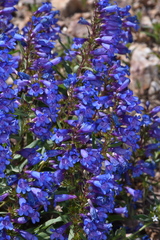 Penstemon leonardii