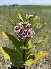 Asclepias syriaca