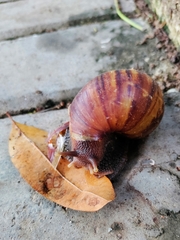 Lissachatina fulica
