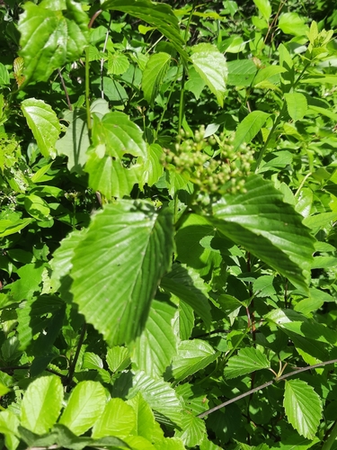 southern arrowwood (Viburnum recognitum)