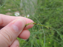 Crioceris duodecimpunctata