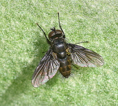 Helina latitarsis