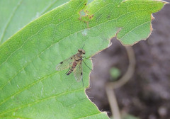 Chrysopilus splendidus