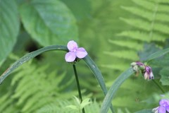 Tradescantia subaspera