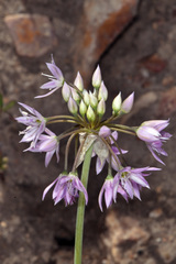 Allium bisceptrum