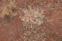 Astragalus sabulonum