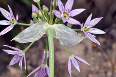 Allium bisceptrum