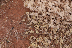 Astragalus sabulonum