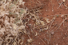 Astragalus sabulonum