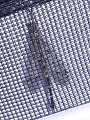 Brachynemurus nebulosus