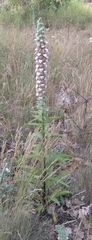Digitalis lanata