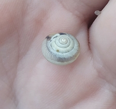 Monacha cartusiana