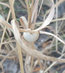 Monacha cartusiana