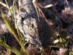 Western Bearded Dragon photo 4