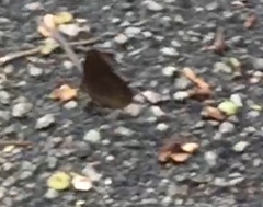 Faunis canens arcesilas