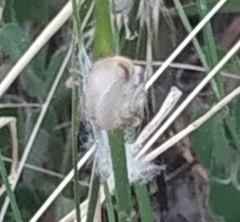 Monacha cartusiana