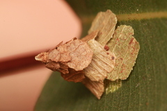 Pagodiella