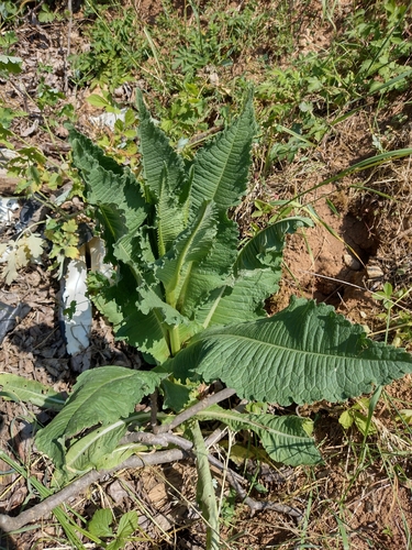 Češljugovina (Dipsacus)