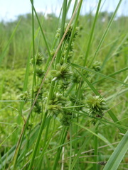 Cyperus acuminatus