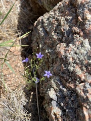 Campanula reverchonii