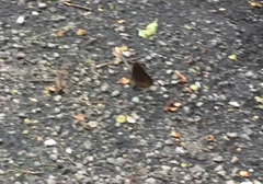 Faunis canens arcesilas