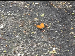 Faunis canens arcesilas